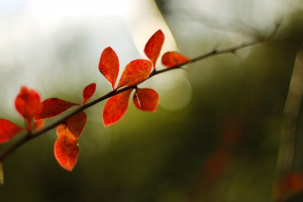 Macro photography of red leaves in nature