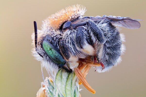 Macro photography of a bee extracting nectar