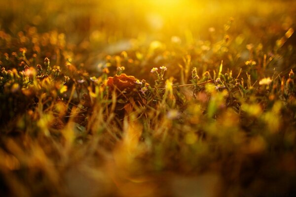 Les reflets du soleil sur l herbe