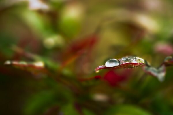 Flore, gouttes de pluie sur une feuille