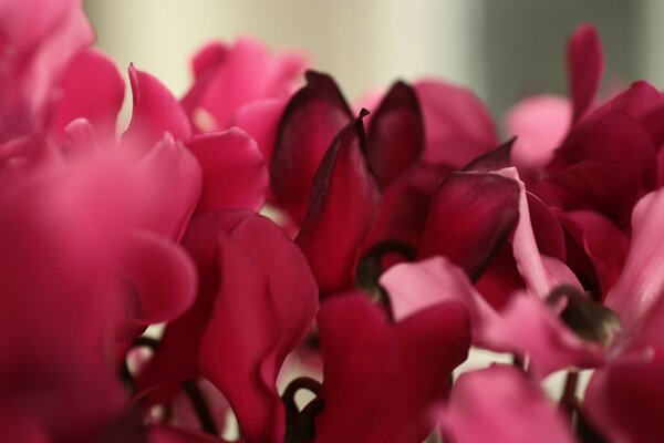 Incredible beauty flowers close-up