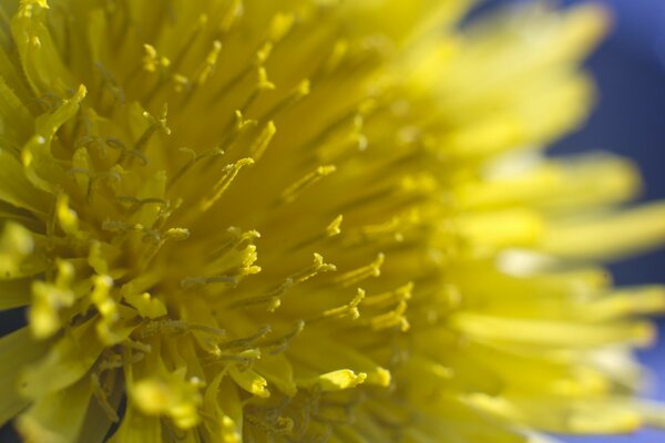 Macro photography of a yellow flower in summer