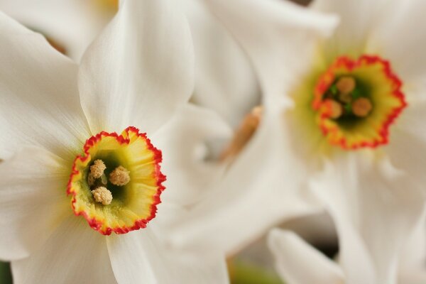 Macro photography of a white flower with stamens