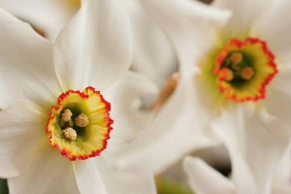 Organlarındaki beyaz çiçeğin makro fotoğrafçılığı