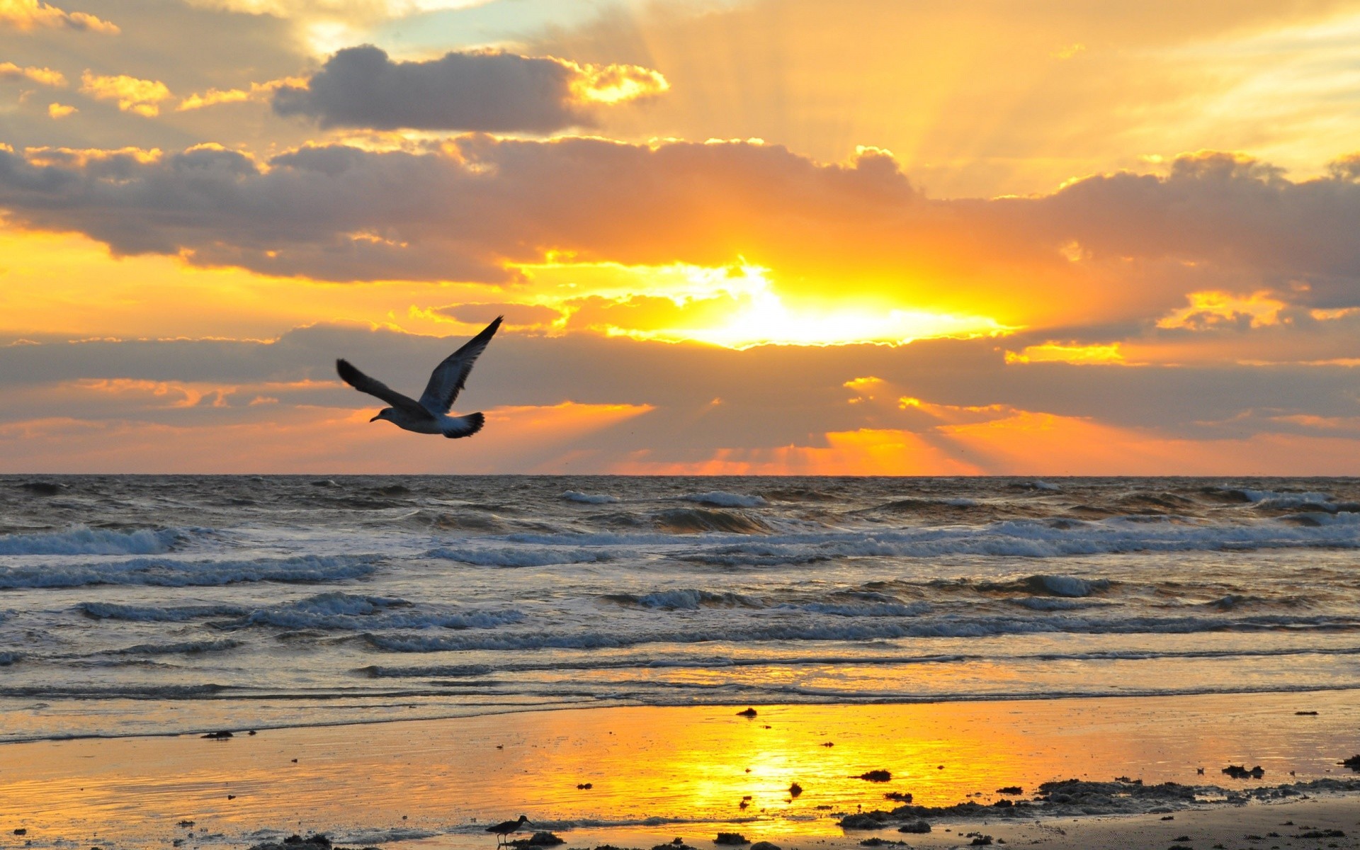 mare e oceano tramonto sole acqua alba mare oceano crepuscolo spiaggia cielo sera gabbiani bel tempo estate natura