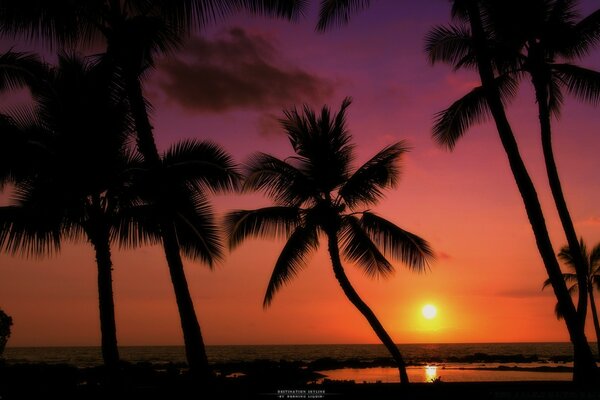 Der Strand. Palme. Sonnenuntergang. Urlaub