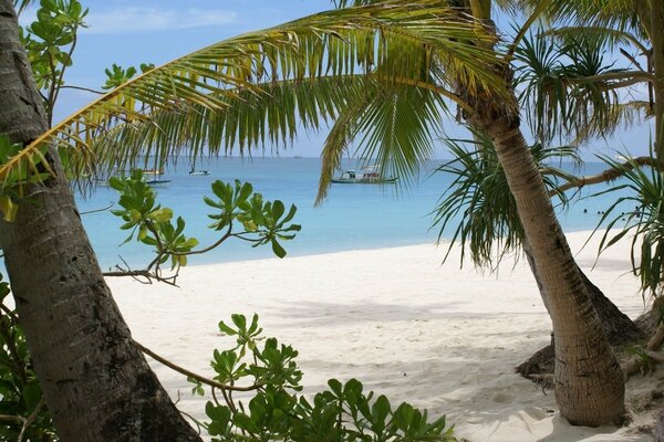 Oasis paradisiaque au bord de la mer