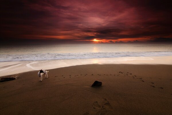 A dog on the background of a crimson sunset