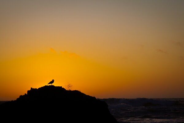 Un pájaro en una isla. Amanecer en el mar