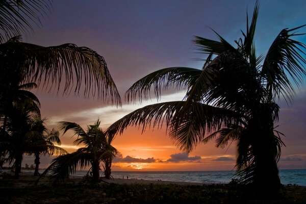 Tropical evening on the beach among palm trees