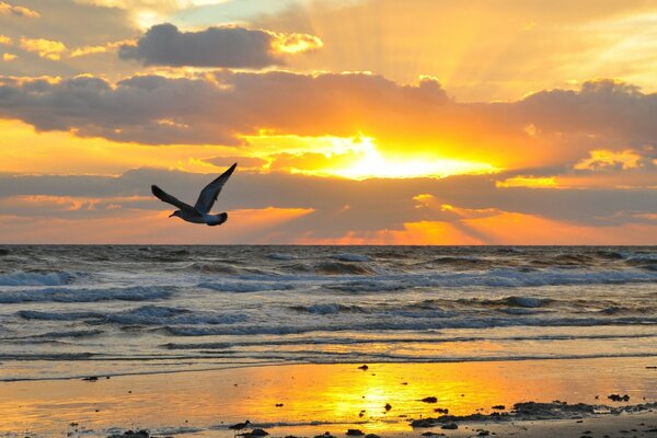 Vogel fliegt vor dem Hintergrund von Meereswellen und Sonnenuntergang