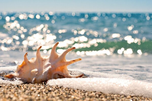 Conchiglia in macro sullo sfondo delle onde del mare