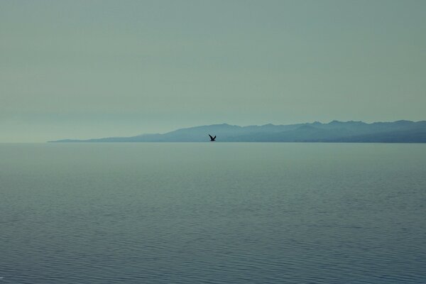 Brouillard mer océan oiseau montagne paysage horizon beauté