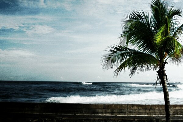 There is a palm tree on the beach by the ocean