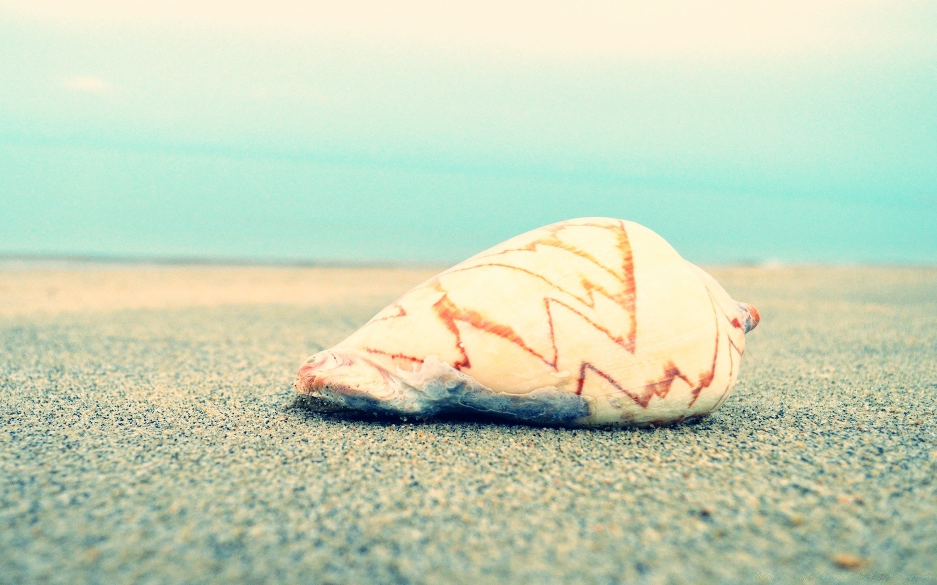 meer und ozean strand sand meer meer wasser ozean sommer sonne muscheln natur entspannung reisen urlaub tropisch gutes wetter urlaub schale küste küste