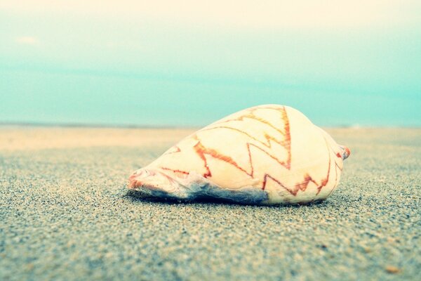 Coquillage sur la plage au bord de l océan