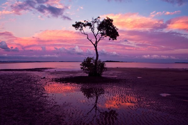 Crepúsculo lila y árbol solitario sobre el agua