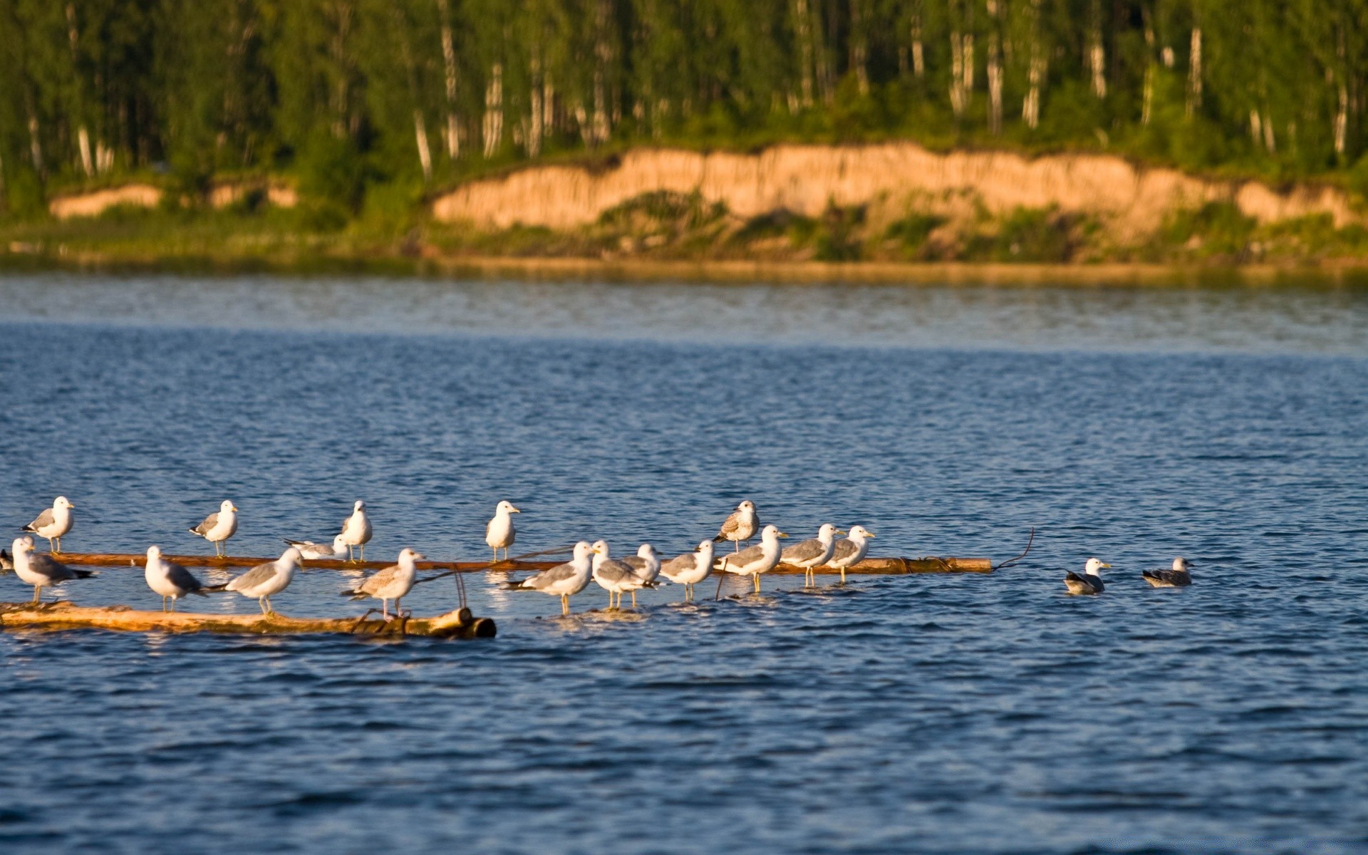 morze i ocean wody ptak na zewnątrz jezioro natura rzeka podróży kaczka ptactwo wodne odbicie pływanie przyrody