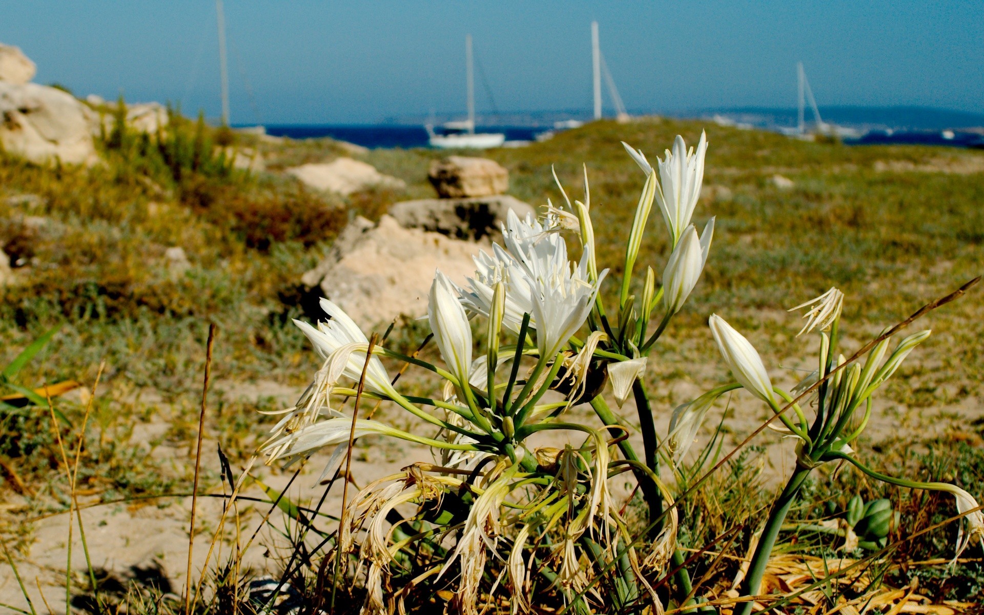 meer und ozean natur gras feld sommer im freien sonne landschaft blume flora gutes wetter himmel des ländlichen heuhaufen wachstum sonnig jahreszeit morgendämmerung