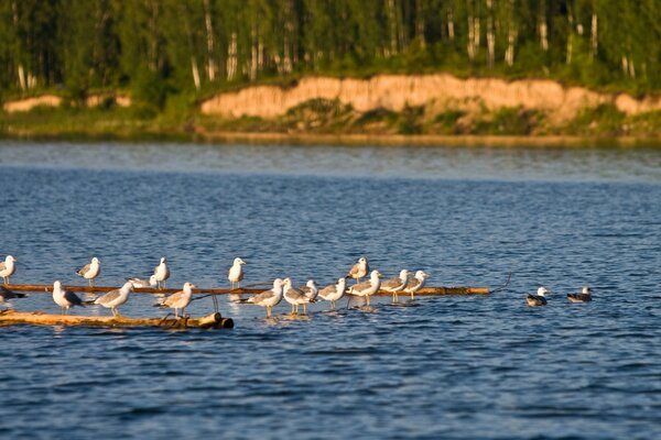 Aves en el mar al aire libre