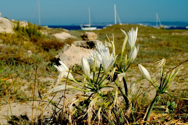 A lonely flower in a rocky field