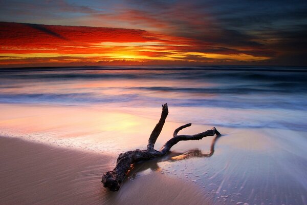 Driftwood na brzegu oceanu na tle zachodu Słońca