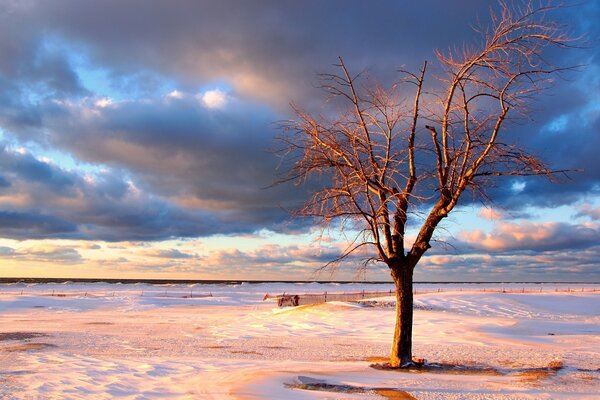 A dry tree in a snowy desert