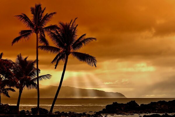 Романтичный закат вместе с пальмами на море