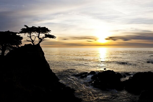 Silhouettes of palm trees at sunset on the rocks