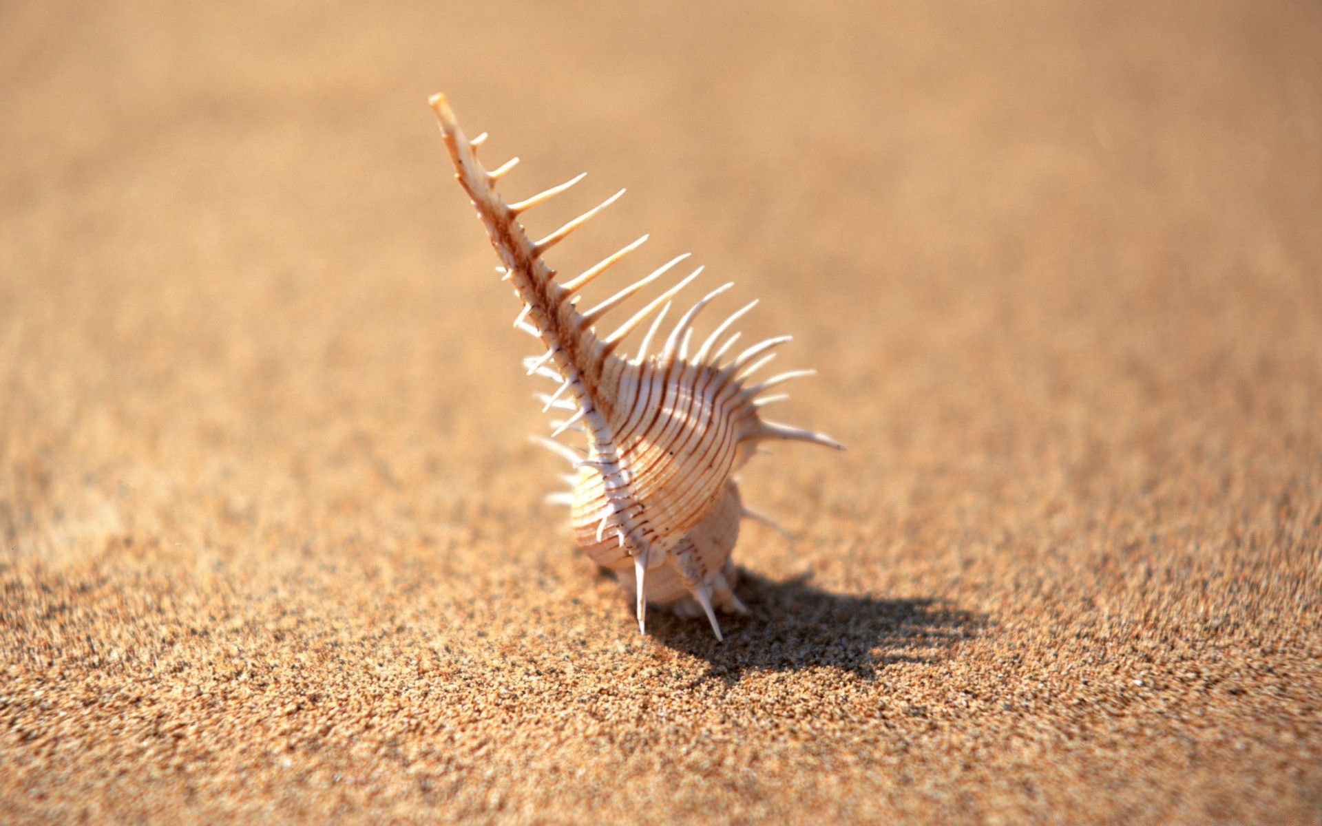 meer und ozean sand strand natur wüste meer sommer schließen im freien tierwelt wenig trocken