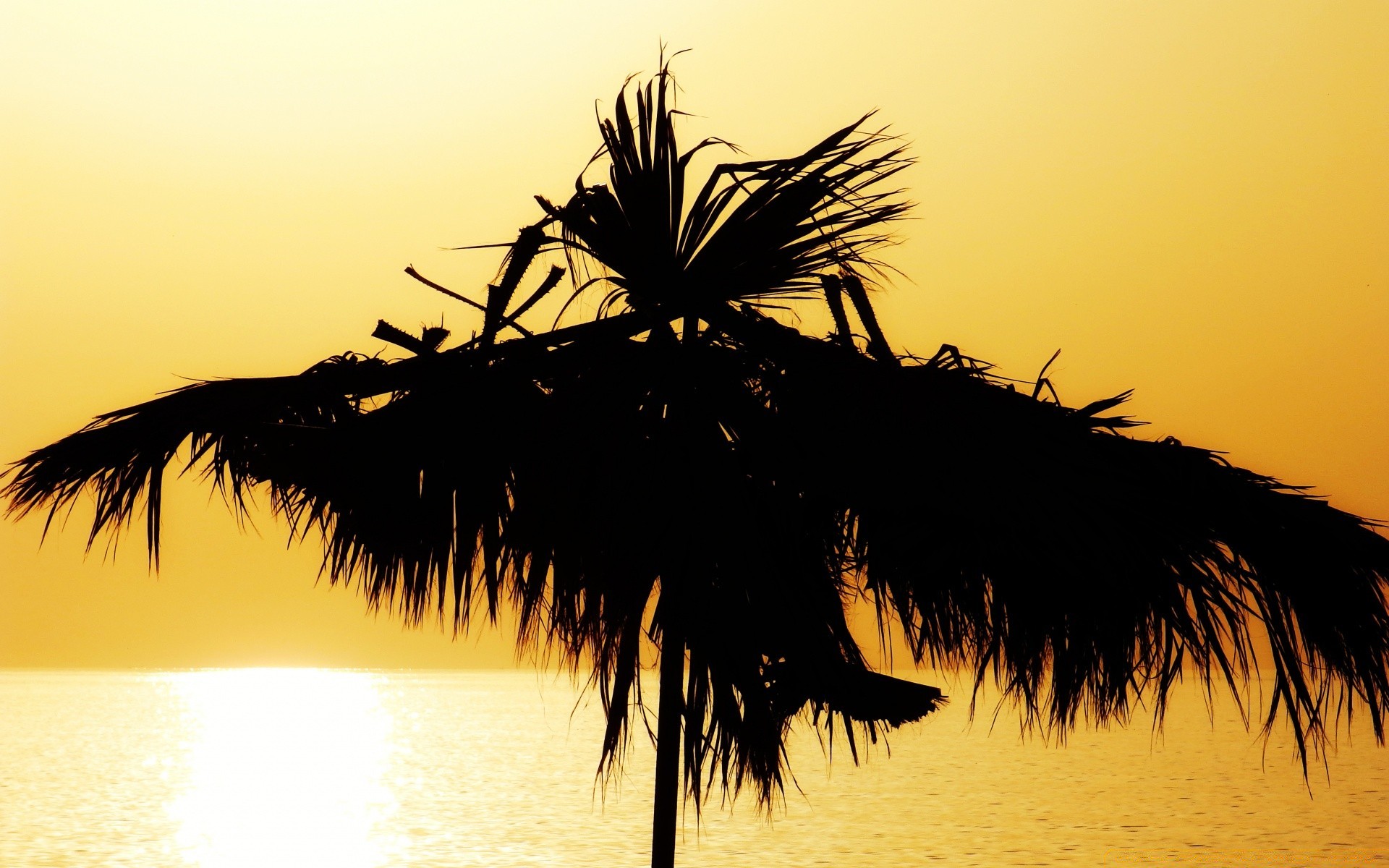 sea and ocean beach tropical sun sunset water dawn sand silhouette nature seashore ocean palm summer tree travel island backlit exotic sky