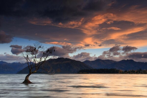 Puesta de sol en el agua. Árbol hundido