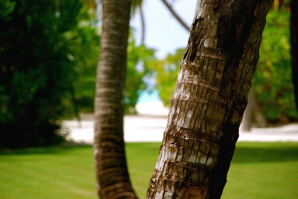 Tree trunk on a background of greenery