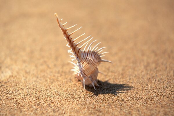 Concha en la playa de arena