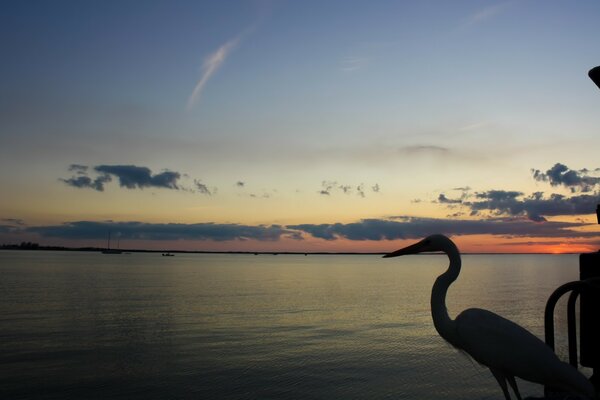 Heron at sunset in front of the water surface