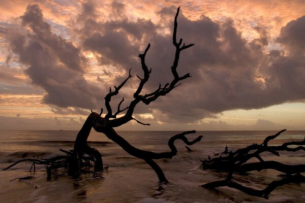 Arbre sec mort sur la plage au bord de la mer