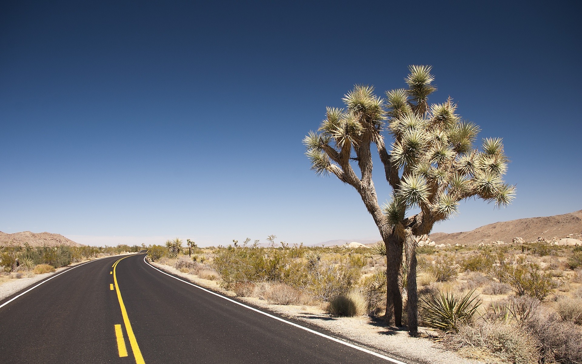 desert road landscape travel sky outdoors nature tree highway asphalt cactus dry mojave arid yucca daylight guidance remote