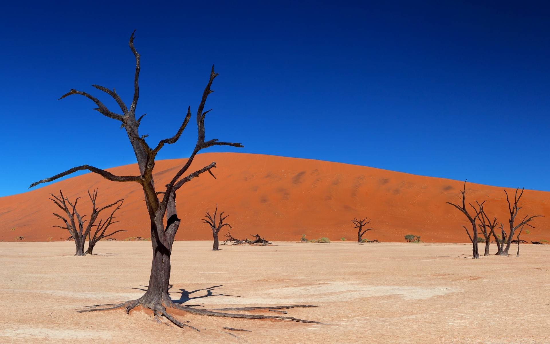 wüste trocken aride dürre unfruchtbar sand heiß düne landschaft reisen himmel natur baum im freien eine wärme fern