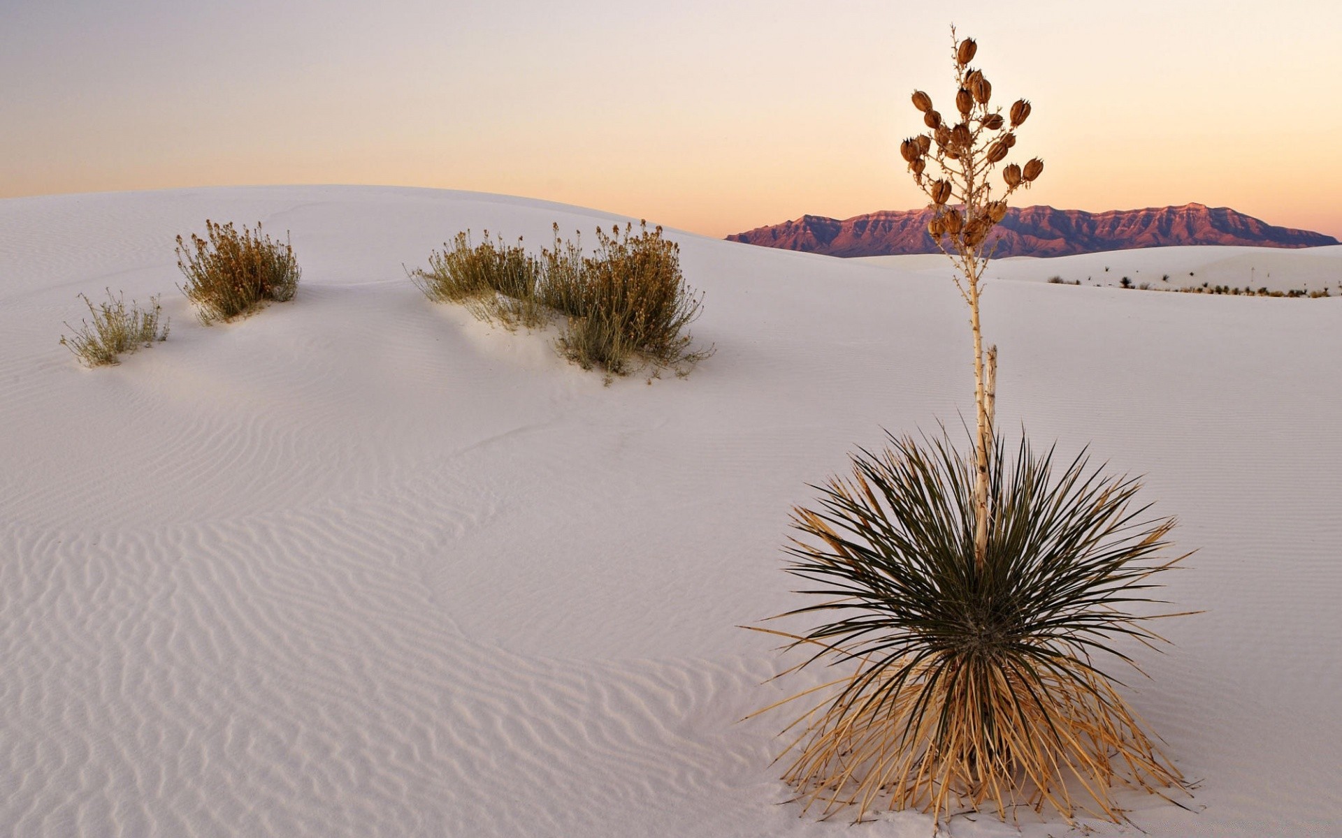 deserto inverno neve árvore paisagem ao ar livre céu natureza tempo luz do dia frio areia viagens água cênica duna geada