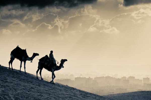 Silhouette of a desert nomad riding a camel against the background of the city