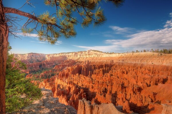 Paysage vide avec arbre et pierres