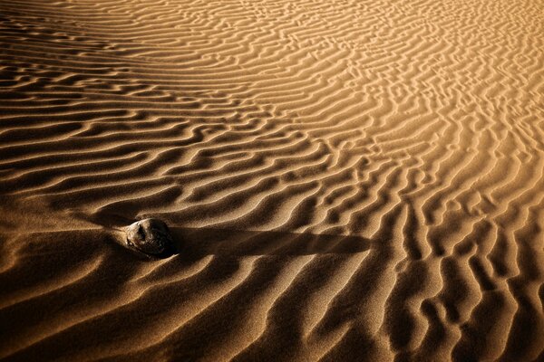 Solitário no deserto árido