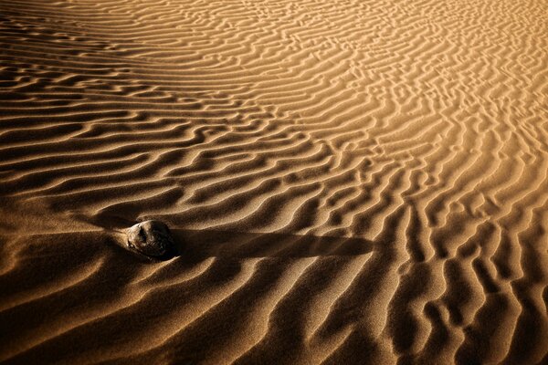 В бесплодной пустыне одиноко