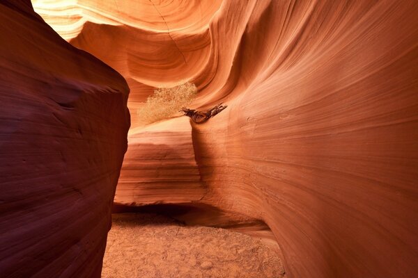 Antelope in a deserted sandy canyon