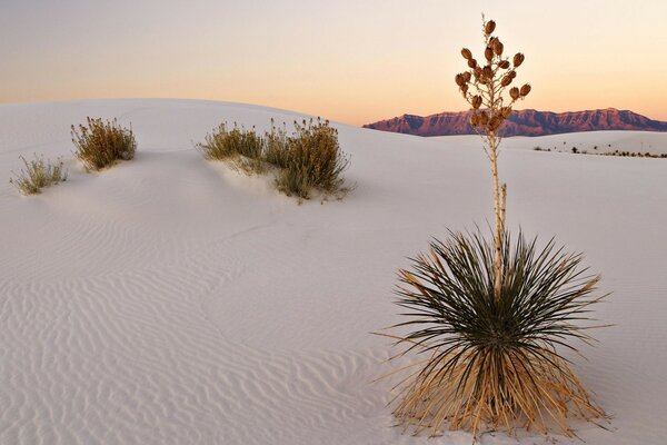 Winter in the desert under the open sky