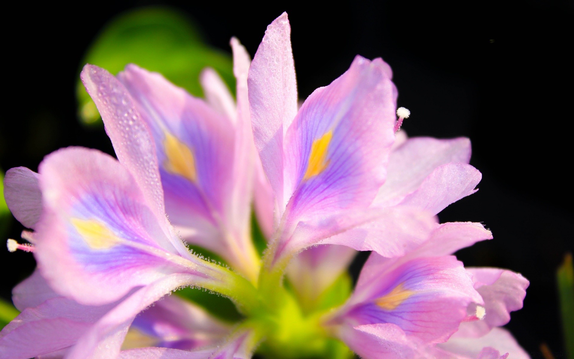 flores flor naturaleza flora pétalo jardín bluming color hermoso floral hoja verano brillante delicado primer plano