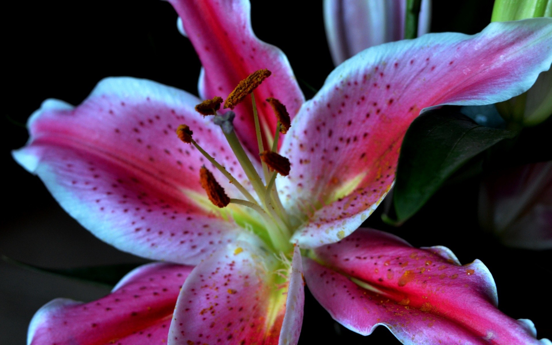 çiçekler çiçek doğa flora lily renk yaprak güzel yakın çekim petal yaz bahçe çiçek çiçeklenme