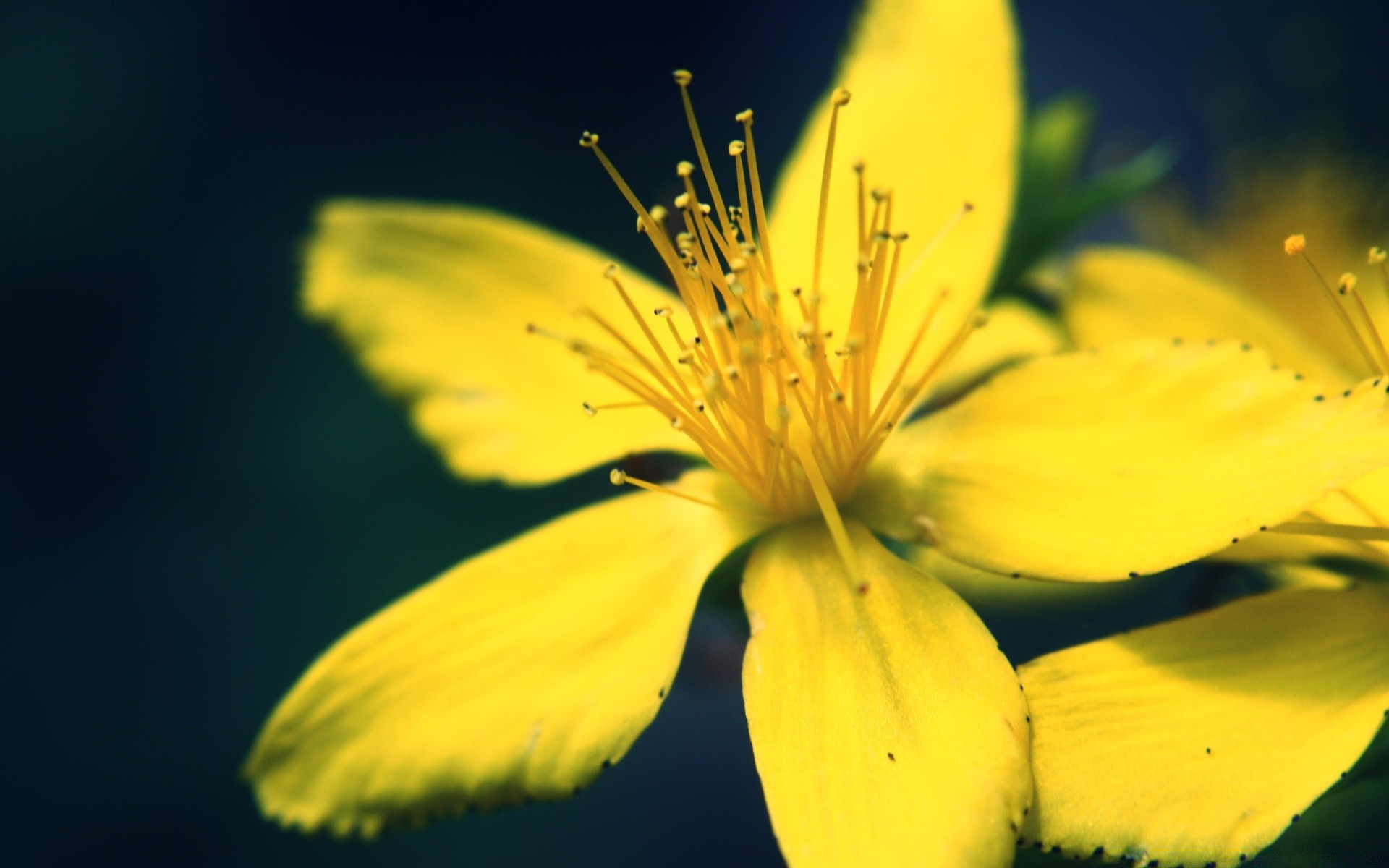 flowers nature flower flora summer outdoors leaf petal garden