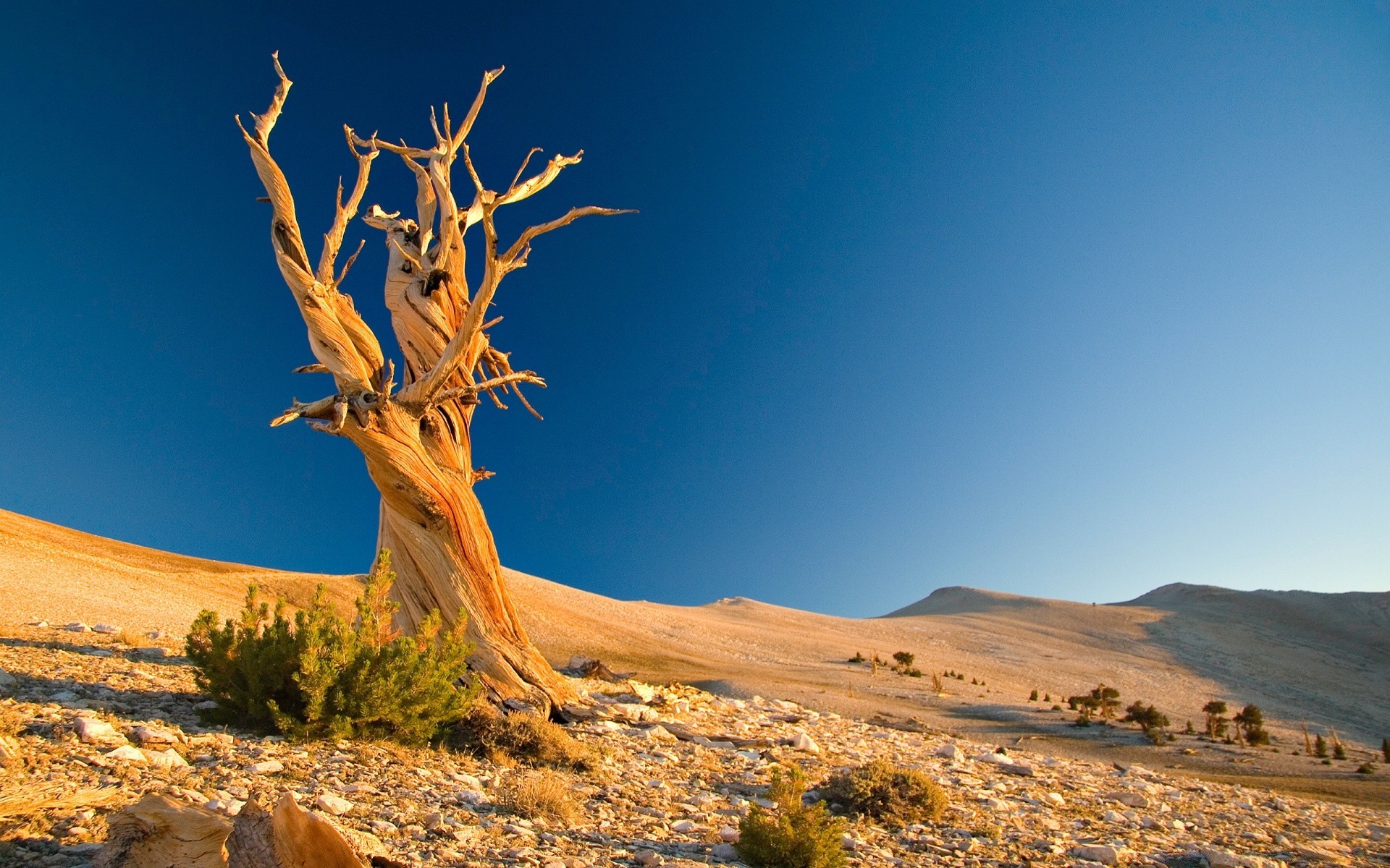 wüste landschaft himmel reisen im freien natur berge baum tageslicht landschaftlich trocken rock