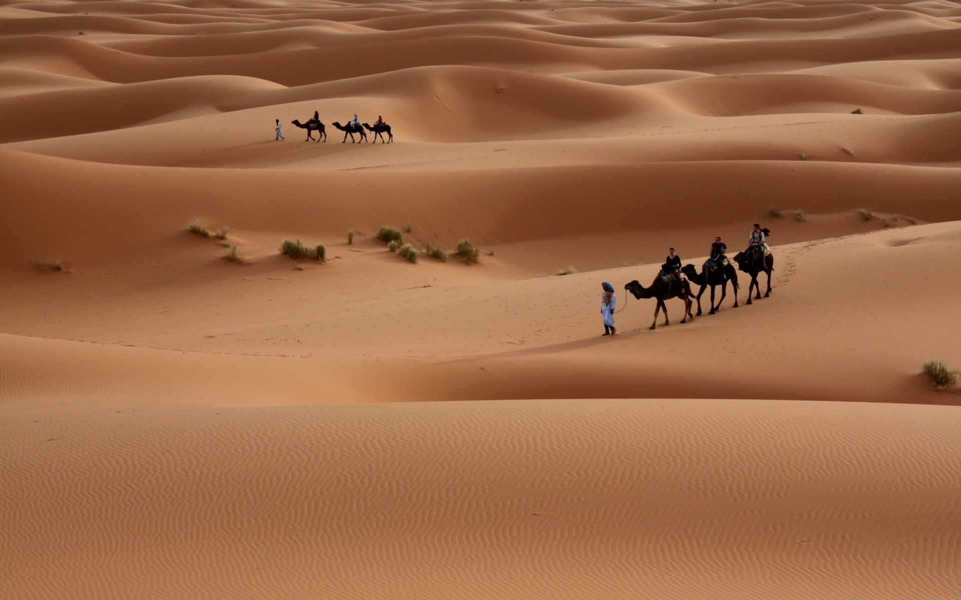 desert sunset dawn sand beach outdoors landscape fair weather sun water evening dune travel sky seashore bird